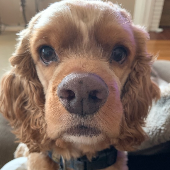 Meet your Posher, Amy - Picture 4 of 4